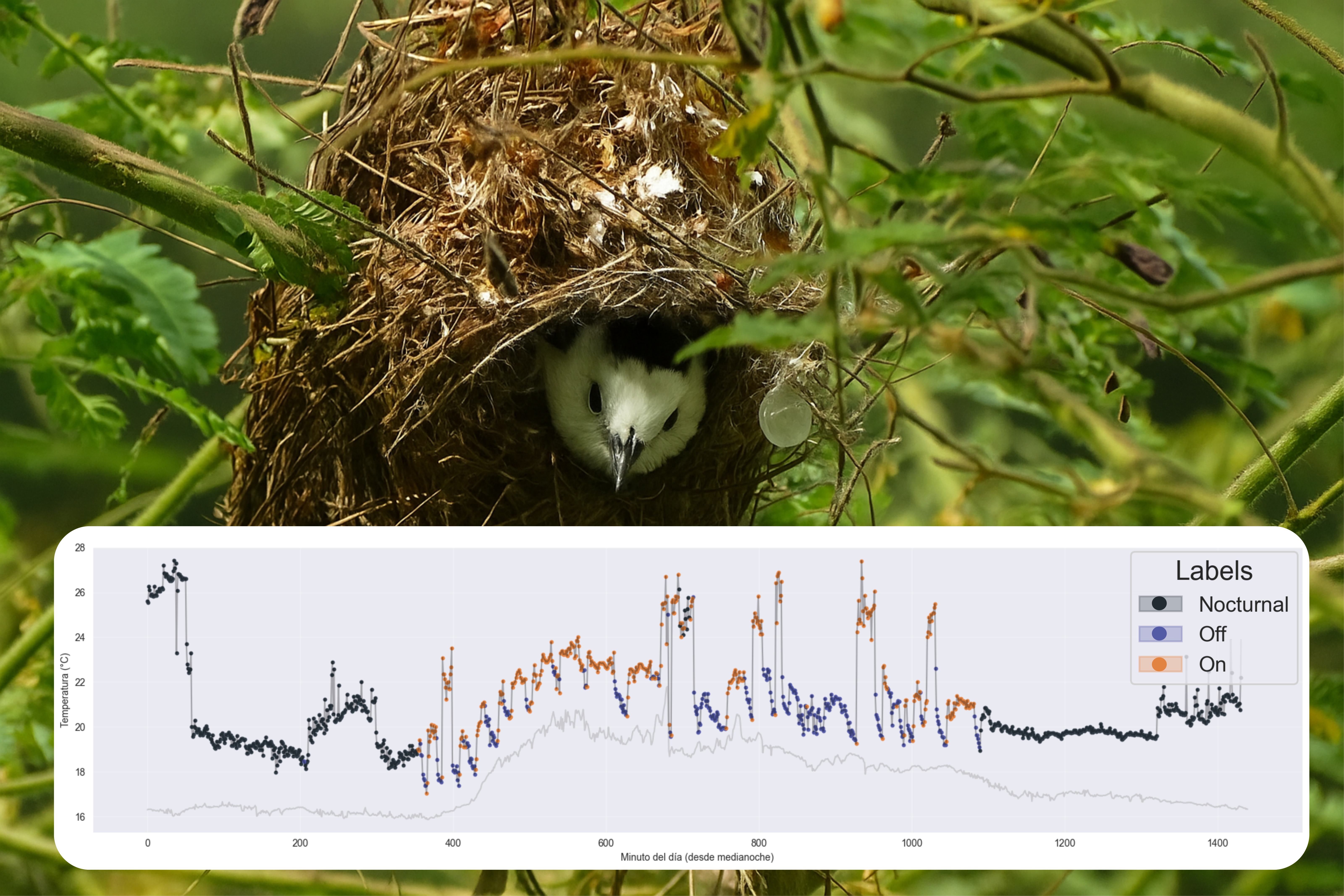 Incubating bird